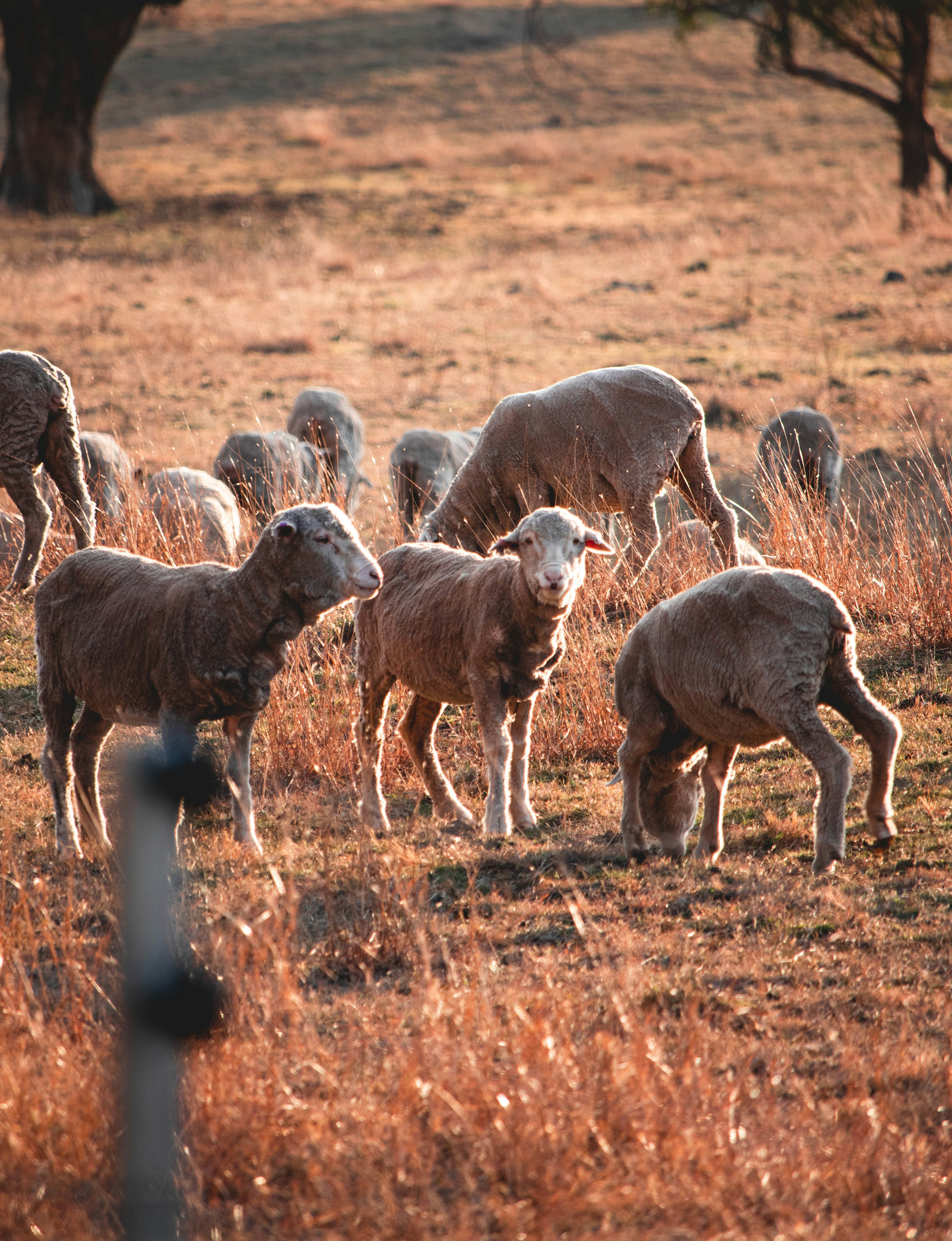 gray sheep lot